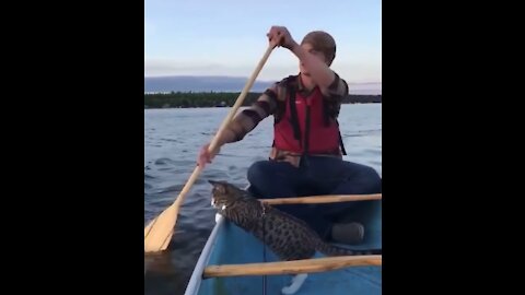 Cat Fisherman. Cat Fishing! Fun with Cats.