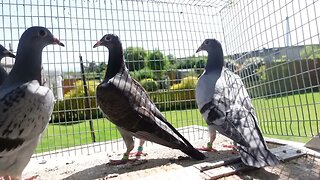 young birds looking sharp , except one .