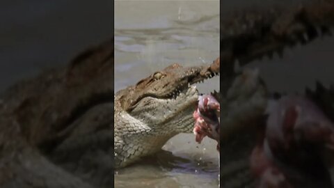 #Fact Crocodiles Can't Stick Out Their Tongues