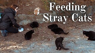 Feeding Stray Cats 😺 Food For Black Feral Felines