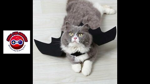 Bat Wings Pet Costume