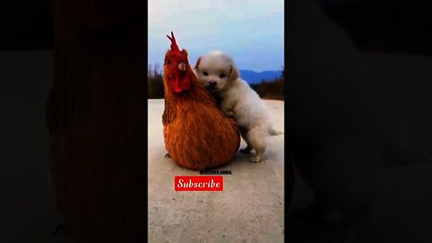 Hen caring Babies dog|hen video|hen|hen and dog video|cute animals|try not to laugh|#shorts|shorts|