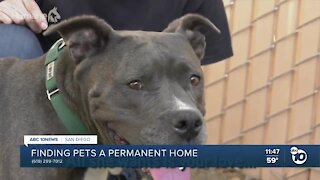 Pet of the Week: Diamond