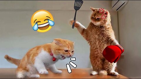 Funny Dogs and Cats videos 2024 😅 Best Funniest Animal Videos Of The Month