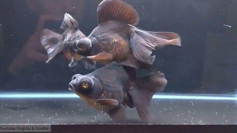 super beautiful goldfish in tank