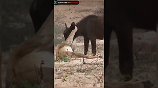 Buffalo calf fight against Lioness