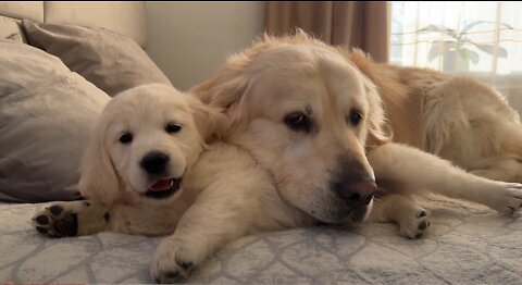 What does a Puppy do when a Golden Retriever ignores him