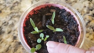 Gardening inside the house...tomatoes!