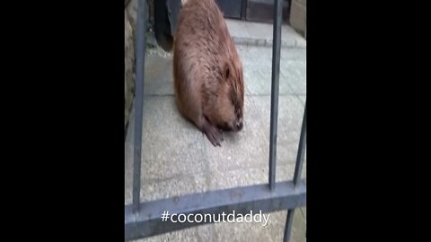 Beaver Rescued after Wondering The Streets Of Krakow #shorts