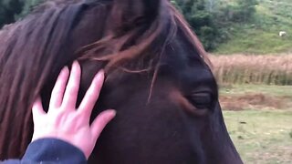 Visit with the horses as we head into winter