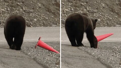 An incredible gesture by this bear for the benefit of road users