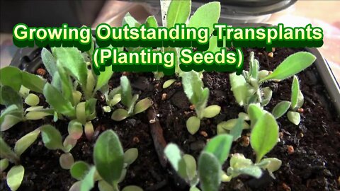 Growing Outstanding Transplants Part 5
