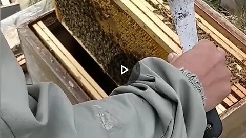 la composition de la ruche et comment contrôler l'état sanitaire de la ruche