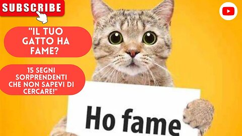 "Il tuo gatto ha fame? 15 segni sorprendenti che non sapevi di cercare!"