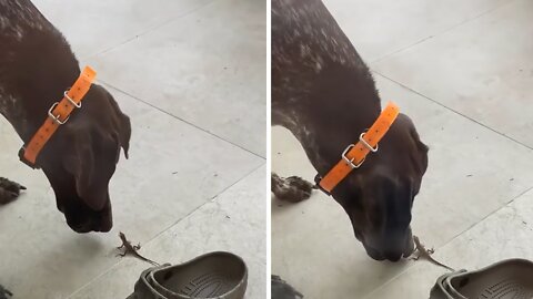 Friendly pup finds a lizard, tries to befriend it