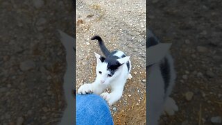 Playful Kitten on the Farm #Kitten #Playful_Kitten