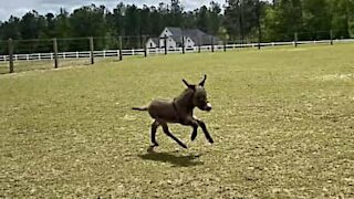 Cette jeune ânesse est aussi rapide qu'un cheval !