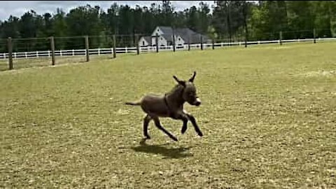 Cette jeune ânesse est aussi rapide qu'un cheval !