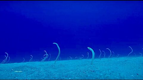 Dance of the Garden Eels. A Real Deep Dive.