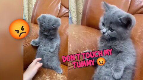 cat not like to touch the tummy | Angry Cat video