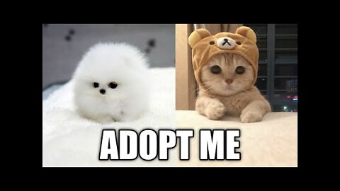 Cute Animals Cute Pets Cats and Dogs Funny Compilation #1