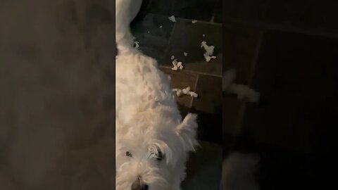 He destroyed my Chair ! #Westie #funny #shortvideo