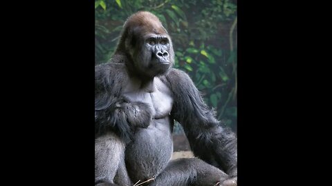 Why is Gorilla Chest Beating? #silverbackgorilla #Gorillafacts #wildlifefacts #shorts