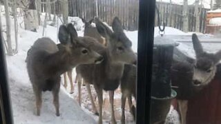 Deer eat from bird feeder