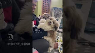 #dog #shorts #fun #doglover #cute #shihtzu #reels #funny #ytshorts #youtubeshorts #trending #youtube