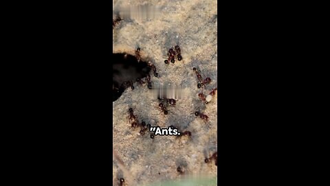 The Power of Ants: Tiny Size, Huge Strength!