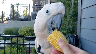 Cockatoo nibbles on corn cob with impressive precision