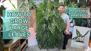 How I grew a large Monstera adansonii from a small cutting - Plant Spotlight