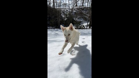 White German Shepard playing in the snow