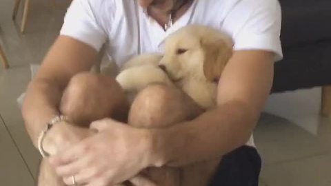 From Puppyhood To Adulthood, Golden Retriever Loves To Cuddle With Owner
