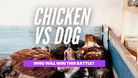 wrestling between dog and chicken