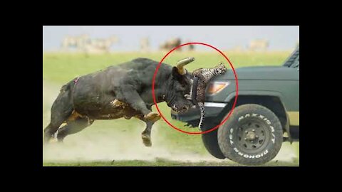 Leopard vs Buffalo : First Time Ever Buffalo Hunt A Leopard