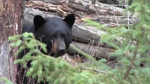 Two Booner bears in two years, passed on them both! Am I Crazy?