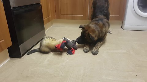 Determined ferret beats big dog in game of tug-of-war