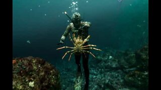 Mergulhador pesca lagosta para o jantar na Nova Zelândia