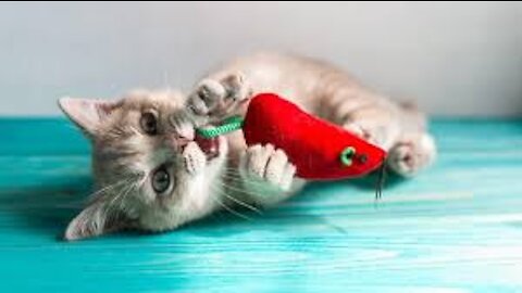 Cat Reaction with toys