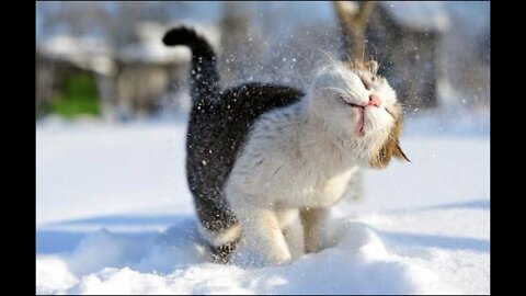 A Beautiful Cut Cat is Walking in Snow Fall