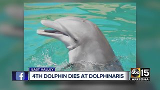 Fourth dolphin dies at Dolphinaris Arizona in less than two years