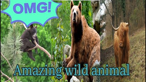 Amazing Wild animal collection top animal #animalchannel#shorts #wildlife#wildanimal #animalmeeting