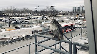 Hawk at Kennedy station -Toronto