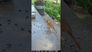 A Beautiful Female Cardinal Visits!🐦