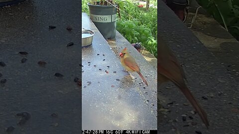 A Beautiful Female Cardinal Visits!🐦