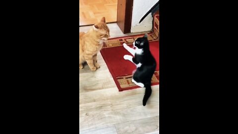 Cat vs cat Fantastic funny 🤣 #short #shortvideo