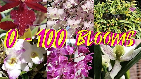 🤩Top 10 Vigorous Orchids that Bloom 100s of Blooms!! 😍 Easy Abundant Blooming Orchids #ninjaorchids