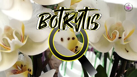 Orchid SOS: Botrytis - The Silent Saboteur of Blooms! 🚨 Expert Care Tips #ninjaorchids #botrytis