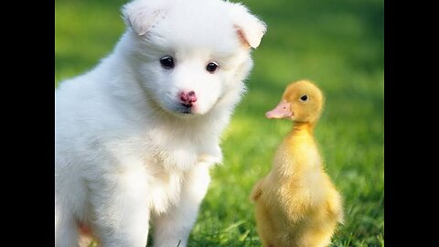 Dog love the duck